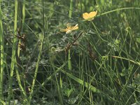 Carex colchica 6, Rivierduinzegge, Saxifraga-Hans Boll
