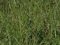 Carex colchica 7, Rivierduinzegge, Saxifraga-Hans Boll