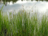 Carex limosa 6, Slijkzegge, Saxifraga-Hans Grotenhuis