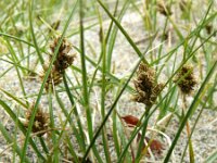Carex maritima