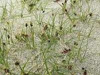 Carex maritima 2, Saxifraga-Hans Grotenhuis