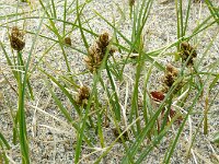 Carex maritima 3, Saxifraga-Hans Grotenhuis