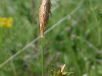 Carex michelii 2, Saxifraga-Jan Willem Jongepier