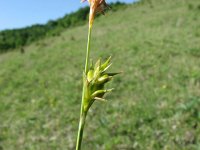 Carex michelii 3, Saxifraga-Jasenka Topic