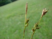 Carex michelii 4, Saxifraga-Jasenka Topic