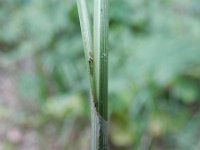 Carex michelli 5, Saxifraga-Rutger Barendse