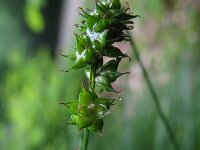 Carex muricata, Rough Sedge
