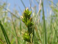 Carex muricata 2, Dichte bermzegge, Saxifraga-Rutger Barendse