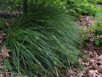 Carex muricata 3, Dichte bermzegge, Saxifraga-Rutger Barendse
