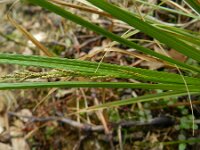 Carex muricata 5, Dichte bermzegge, Saxifraga-Rutger Barendse