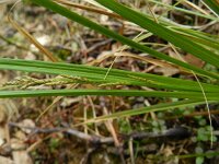 Carex muricata 5, Valse stekelzegge, Saxifraga-Rutger Barendse