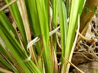 Carex muricata 6, Dichte bermzegge, Saxifraga-Rutger Barendse