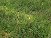 Carex nigra 21, Zwarte zegge, Saxifraga-Hans Boll