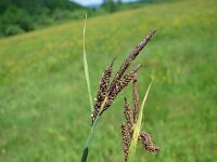 Carex nigra 5, Zwarte zegge, Saxifraga-Jasenka Topic