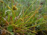 Carex oederi, Little Green Sedge