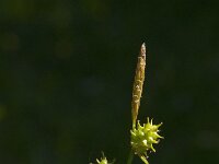 Carex oederi 11, Dwergzegge, Saxifraga-Jan van der Straaten