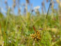 Carex oederi 12, Dwergzegge, Saxifraga-Ed Stikvoort