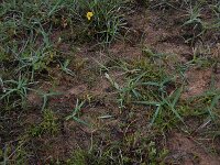 Carex oederi 13, Dwergzegge, Saxifraga-Hans Boll