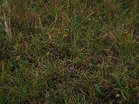 Carex oederi 14, Dwergzegge, Saxifraga-Hans Boll