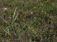 Carex oederi 15, Dwergzegge, Saxifraga-Hans Boll