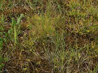 Carex oederi 16, Dwergzegge, Saxifraga-Hans Boll