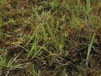 Carex oederi 17, Dwergzegge, Saxifraga-Hans Boll