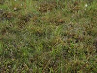 Carex oederi 18, Dwergzegge, Saxifraga-Hans Boll