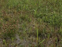 Carex oederi 19, Dwergzegge, Saxifraga-Hans Boll