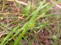 Carex oederi 2, Dwergzegge, Saxifraga-Peter Meininger