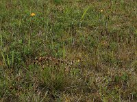 Carex oederi 20, Dwergzegge, Saxifraga-Hans Boll