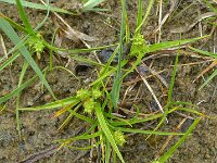 Carex oederi 21, Dwergzegge, Saxifraga-Jelle van Dijk