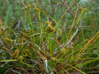 Carex oederi 22, Dwergzegge, Saxifraga-Ed Stikvoort