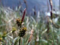 Carex oederi 23, Dwergzegge, Saxifraga-Jeroen Willemsen