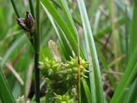 Carex oederi 3, Dwergzegge, Saxifraga-Rutger Barendse