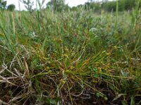 Carex oederi 4, Dwergzegge, Saxifraga-Ed Stikvoort
