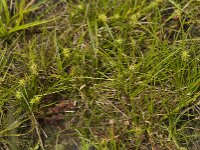 Carex oederi 5, Dwergzegge, Saxifraga-Willem van Kruijsbergen