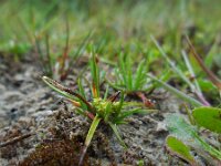 Carex oederi 7, Dwergzegge, Saxifraga-Ed Stikvoort
