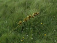 Carex otrubae 22, Valse voszegge, Saxifraga-Peter Meininger