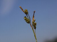 Carex pallescens 9, Bleke zegge, Saxifraga-Peter Meininger