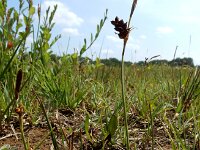 Carex panicea 19, Blauwe zegge, Saxifraga-Ed Stikvoort