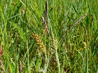 Carex panicea 20, Blauwe zegge, Saxifraga-Hans Grotenhuis