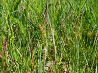Carex panicea 26, Blauwe zegge, Saxifraga-Hans Grotenhuis