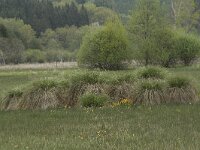 Carex paniculata 24, Pluimzegge, Saxifraga-Willem van Kruijsbergen