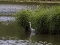 Carex paniculata 30, Pluimzegge, Saxifraga-Jan Nijendijk