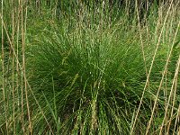 Carex paniculata, Greater Tussock-sedge