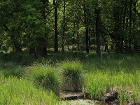 Carex paniculata ssp paniculata 10, Pluimzegge, Saxifraga-Hans Boll