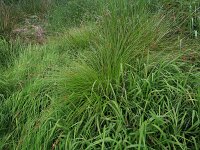 Carex paniculata ssp paniculata 11, Pluimzegge, Saxifraga-Hans Boll