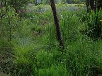 Carex paniculata ssp paniculata 12, Pluimzegge, Saxifraga-Hans Boll