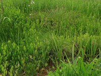 Carex paniculata ssp paniculata 14, Pluimzegge, Saxifraga-Hans Boll