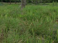 Carex paniculata ssp paniculata 15, Pluimzegge, Saxifraga-Hans Boll